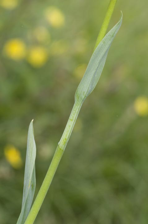 Traunsteinera globosa?