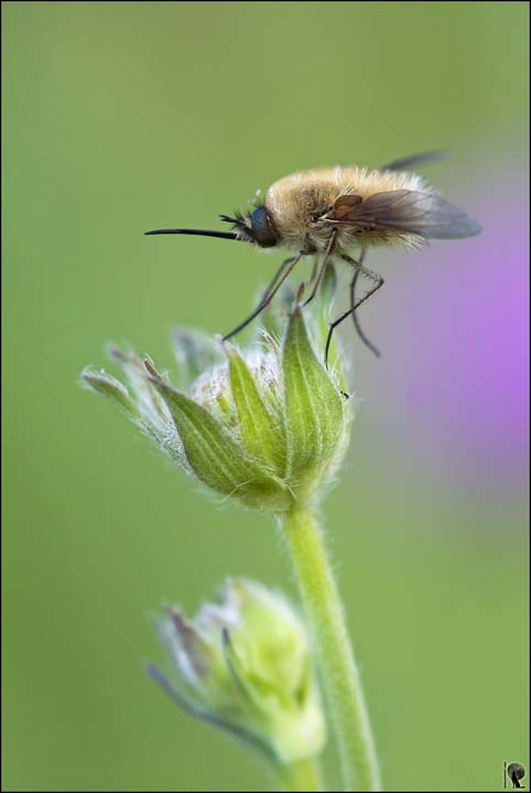 Bombylius ?