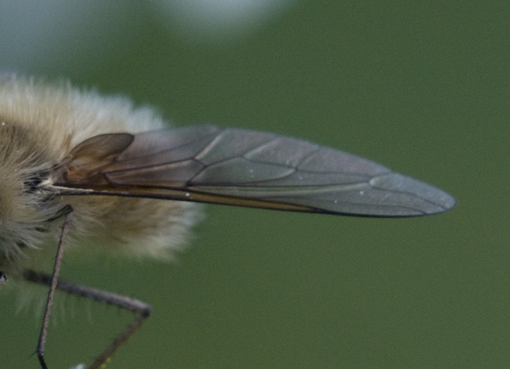 Bombylius ?