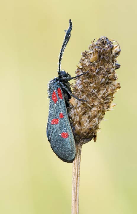 Zygaene da identificare