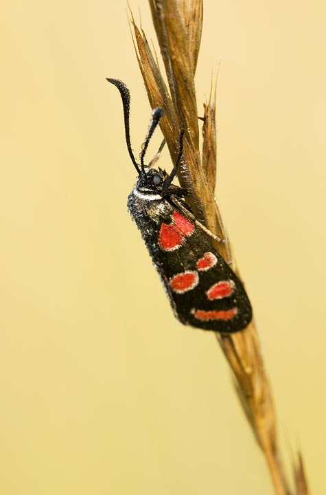 Zygaene da identificare