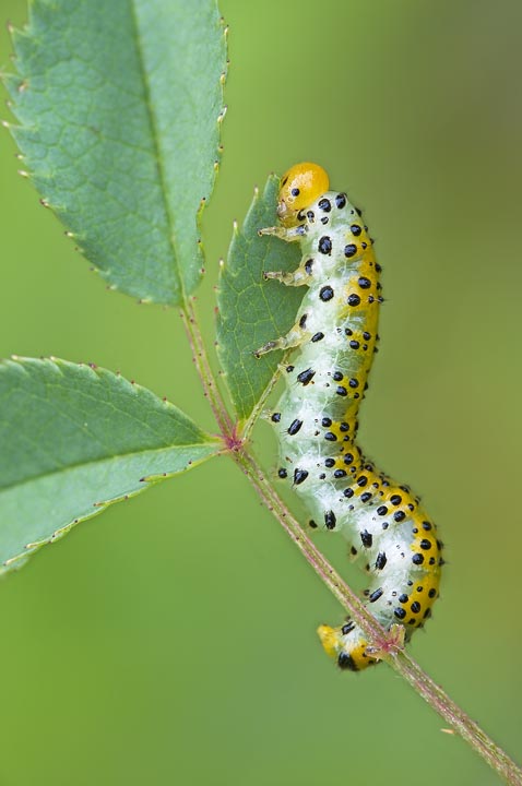 Bruco di ... Arge ochropus (ex Arge rosae)