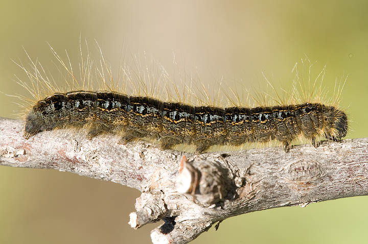 Malacosoma alpicola?