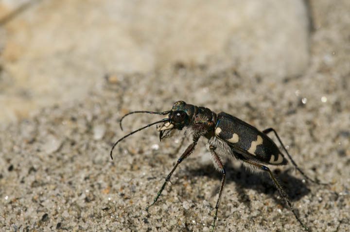 Cicindela, che specie? hybrida transversalis