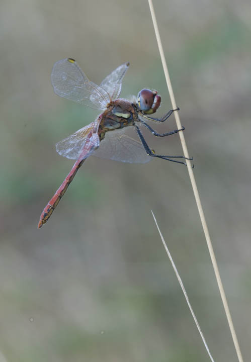 Sympetrum sanguineum? fonscolombei
