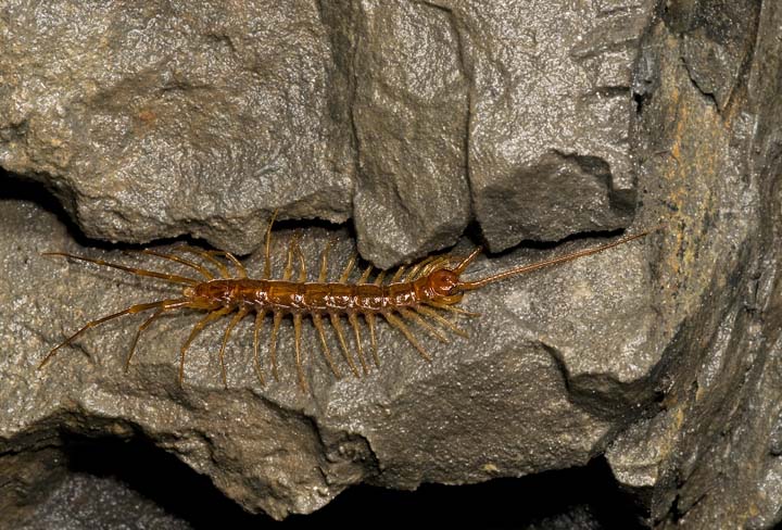 Identificazione Lithobiidae