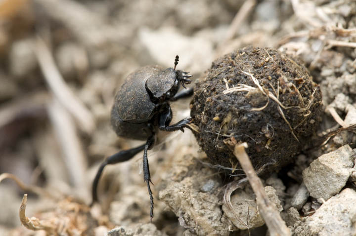 Stercoraro, che specie? Sisyphus schaefferi