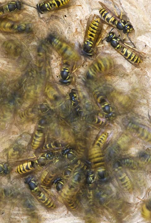 Vespula vulgaris in un nido semidistrutto