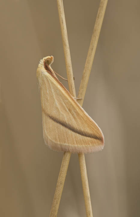 Piccola falena da identificare