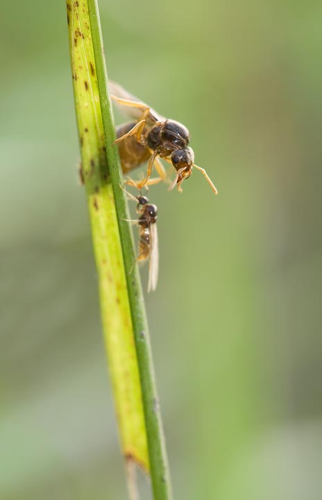 Aiuto identificazione formica -  Lasius sp.