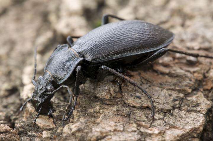 Carabide a -2gradi, aiuto ID! Carabus rossii