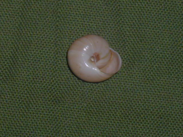 Da identificare