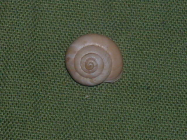 Da identificare