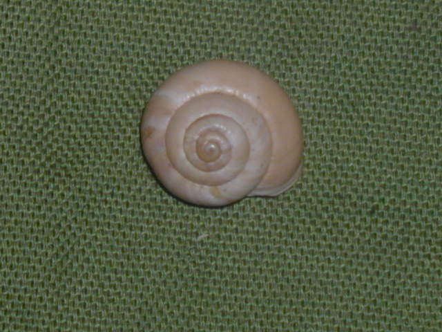 Da identificare