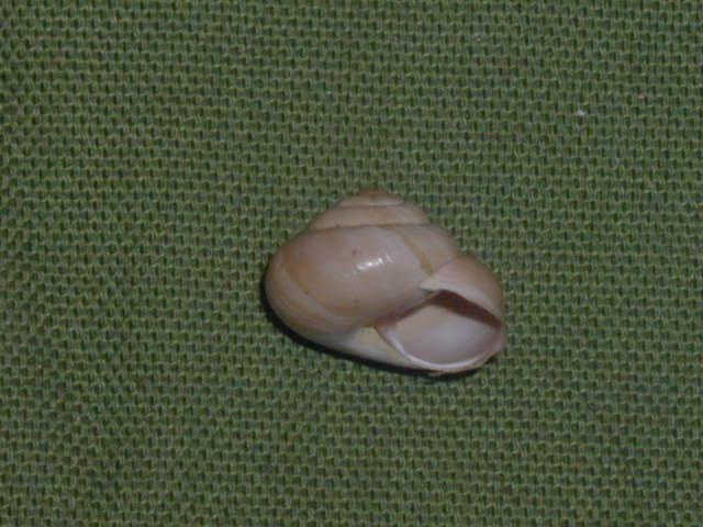 Da identificare