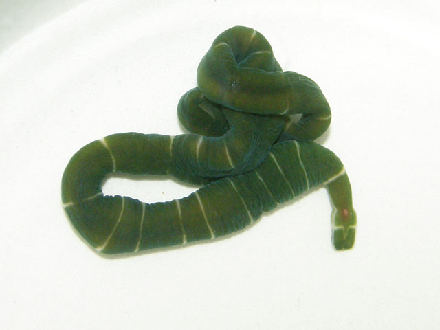 Notospermus geniculatus
