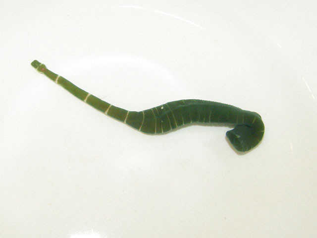 Notospermus geniculatus