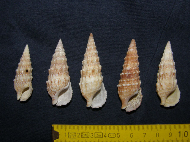 Cerithium lividulum e repandanum