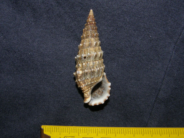 Cerithium lividulum e repandanum