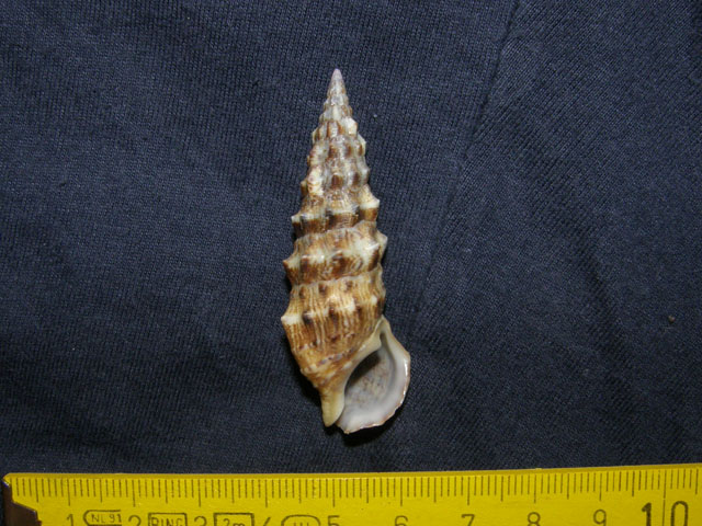 Cerithium lividulum e repandanum