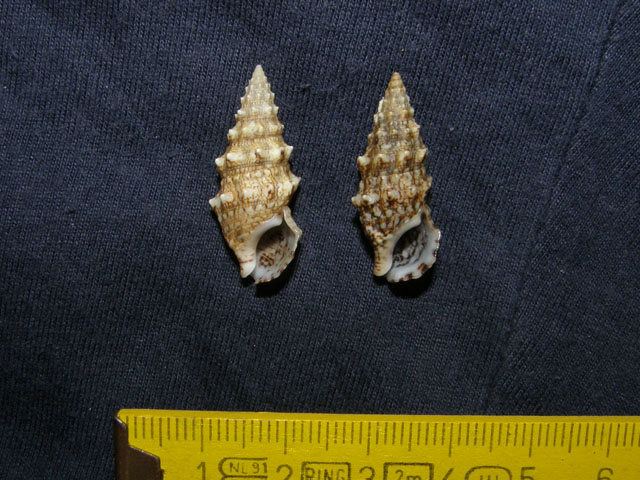 Cerithium lividulum e repandanum