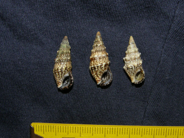 Cerithium lividulum e repandanum