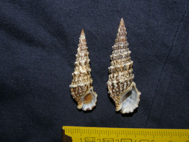 Cerithium lividulum e repandanum