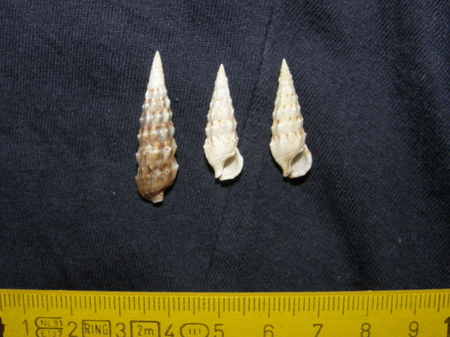 Cerithium lividulum e repandanum