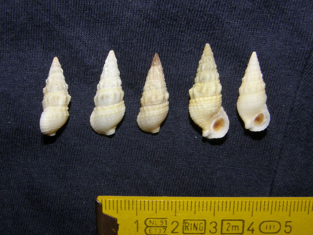 Cerithium lividulum e repandanum