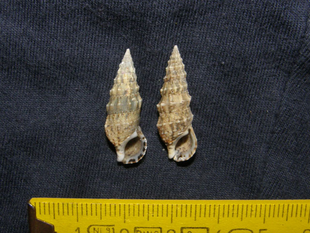 Cerithium lividulum e repandanum