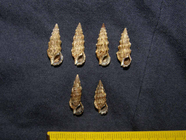 Cerithium lividulum e repandanum