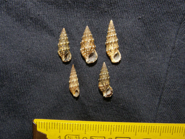 Cerithium lividulum e repandanum