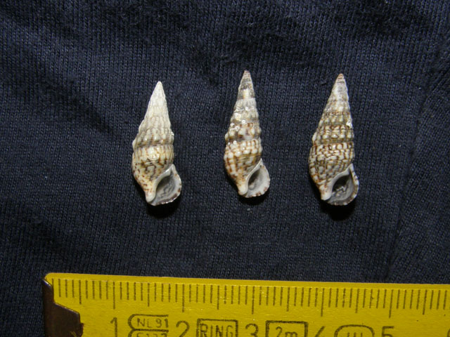 Cerithium lividulum e repandanum