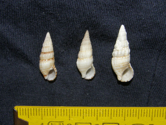 Cerithium lividulum e repandanum