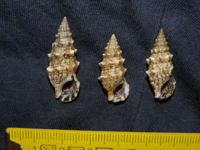 Cerithium lividulum e repandanum