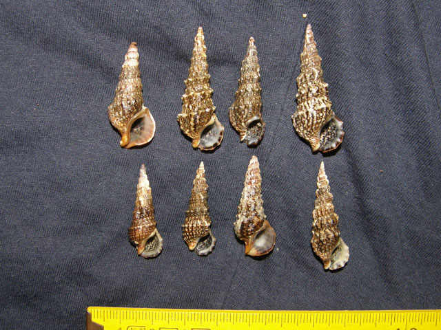 Cerithium lividulum e repandanum