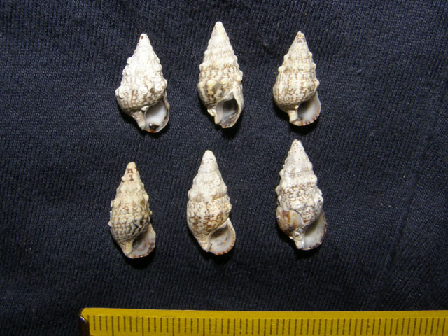 Cerithium lividulum e repandanum