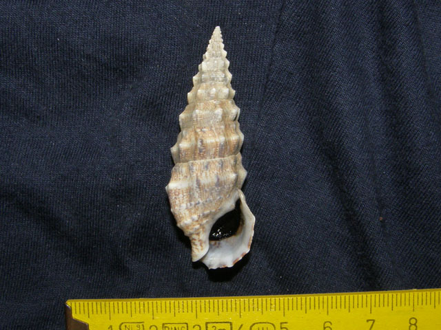 Cerithium lividulum e repandanum