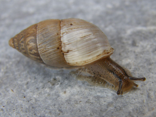 Chondrula pupa