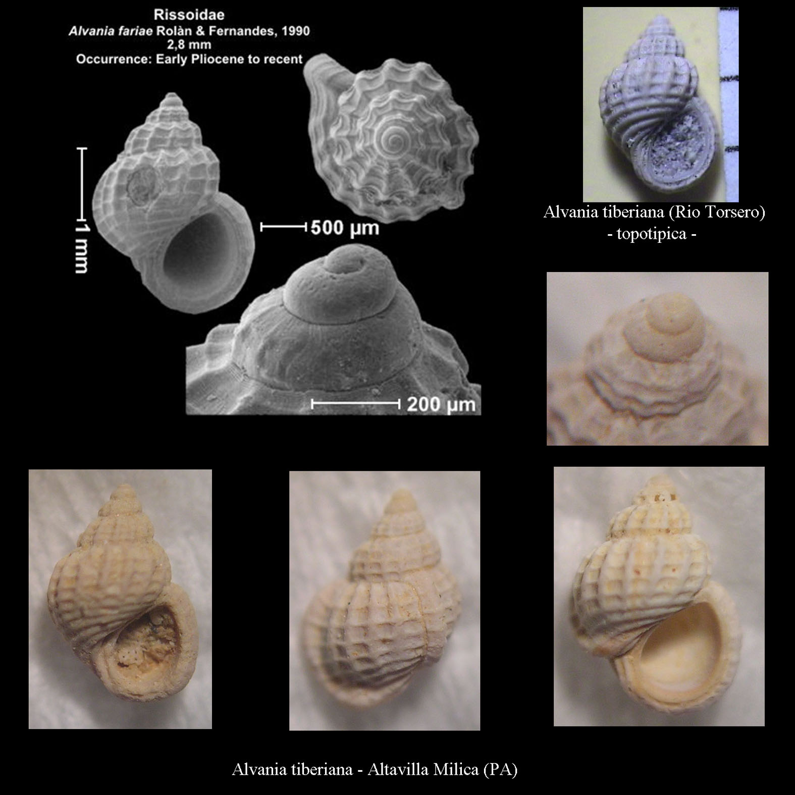 CONCHIGLIA PLIOCENE ASTI, 4