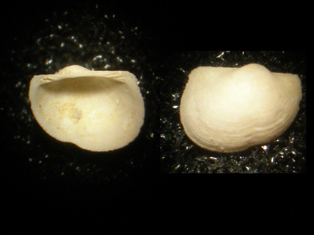 Bathyarca altavillensis (Seguenza, 1879)