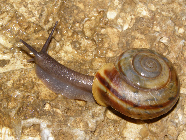 Chilostoma (Campylaea) planospira macrostoma (Rossmssler)