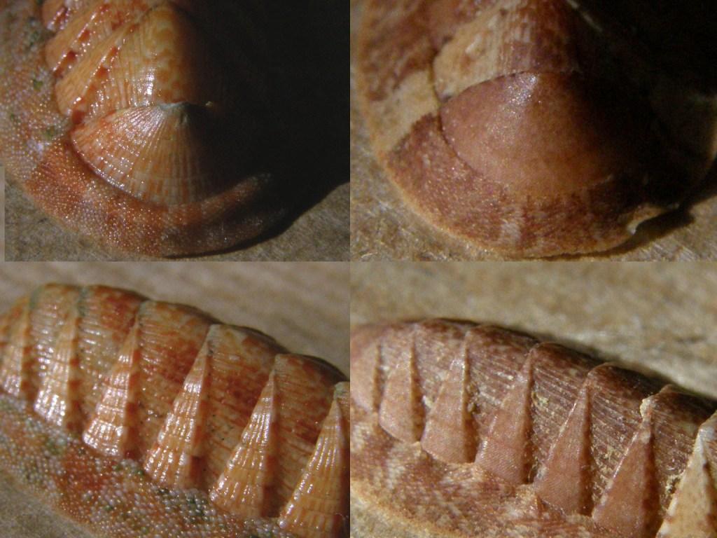 Differenza tra Chiton olivaceus e Chiton corallinus