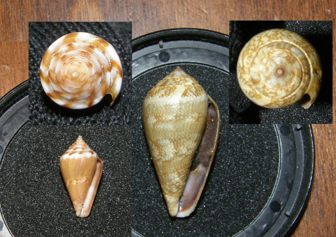 Conus mediterraneus