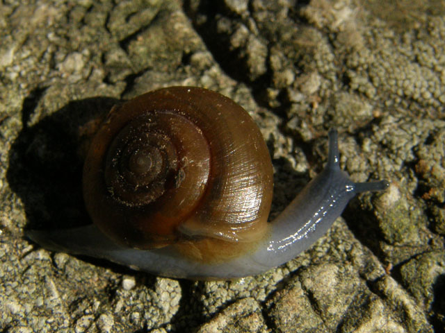 Oxychilus (Oxychilus) fuscosus (Rossmssler, 1838)