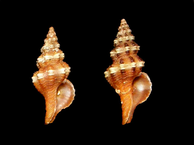 Fusinus pulchellus (Philippi, 1844)