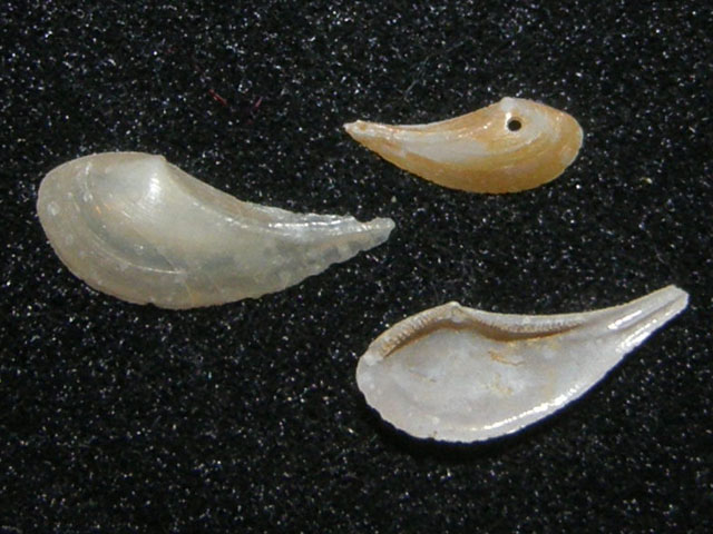 Nuculana clavata (Calcara, 1841)   Pliocene - Rio Torsero