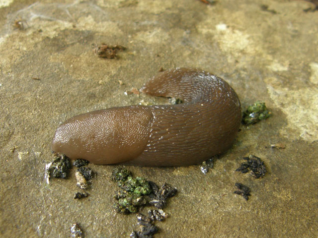 Limax del bivonae-gruppo della Sicilia