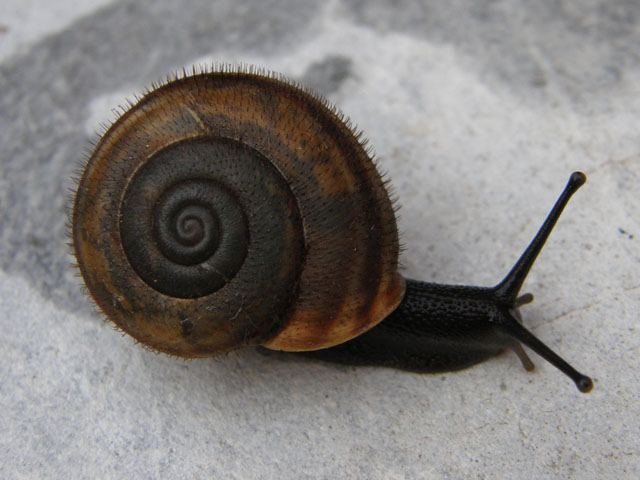 Chilostoma (Campylaea) planospira macrostoma (Rossmssler)