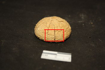 Echinide: Paracentrotus lividus